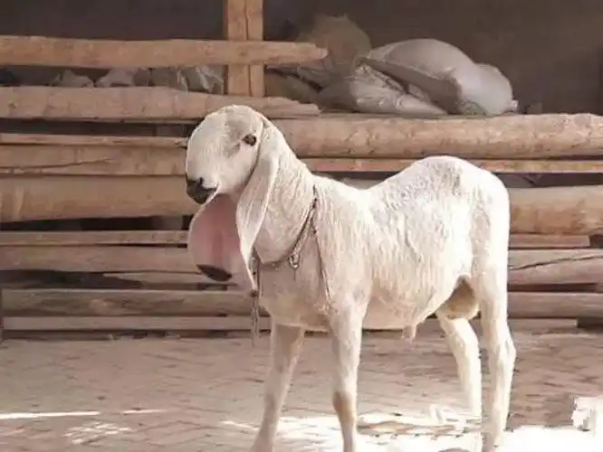 售价过千万的刀郎羊