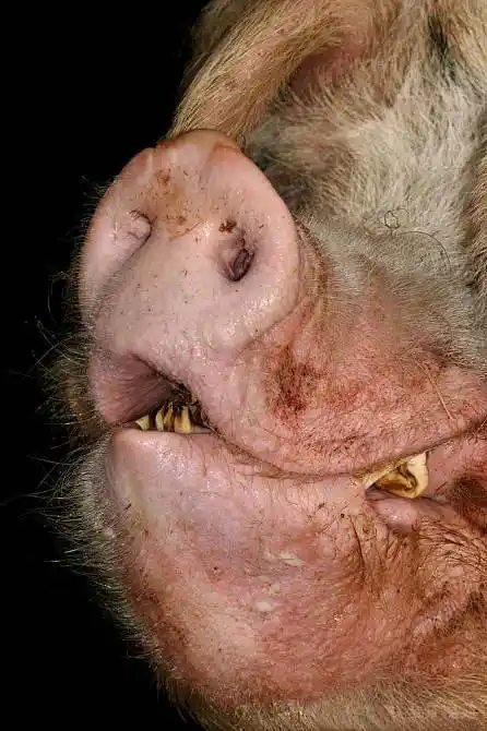 丑陋,猪图片_丑陋,猪免费图片_丑陋,猪图片素材_丑陋,猪背景图片