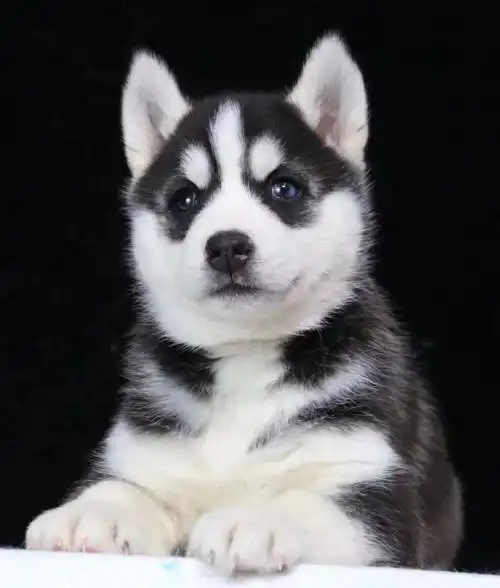 哈士奇w3-哈士奇-中型犬-幼犬出售-囧乐犬业