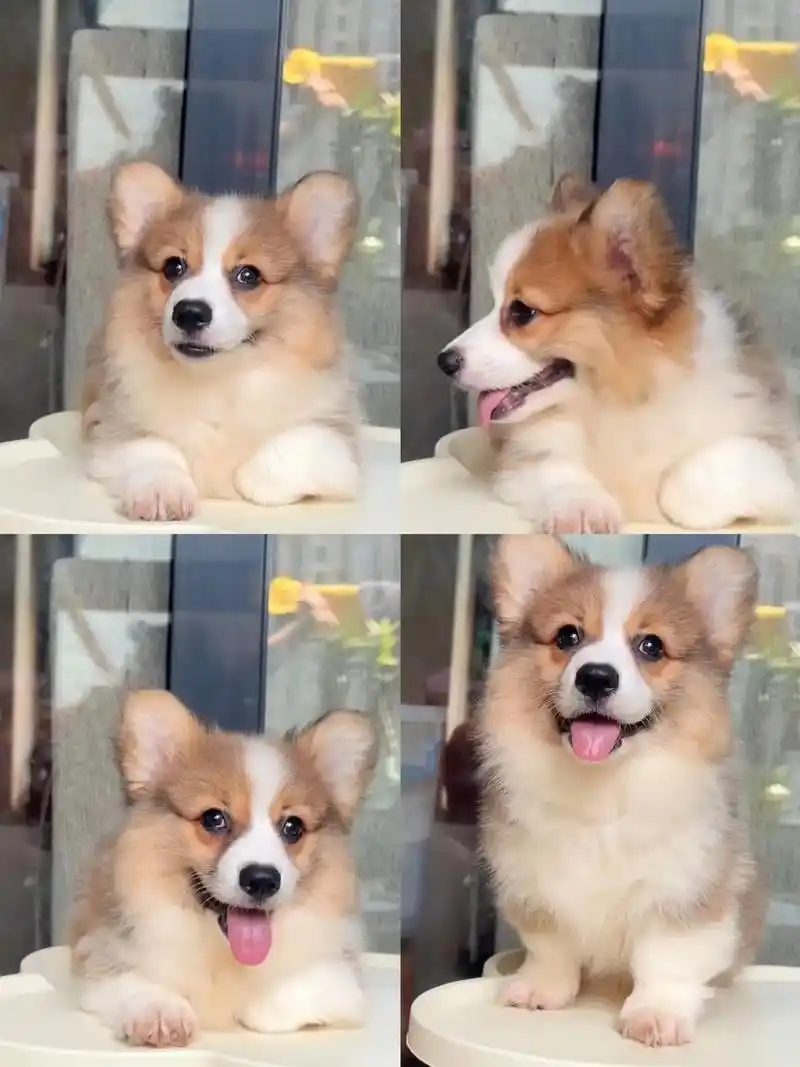 壁纸 动物 狗 狗狗 1440_1920 竖版 竖屏 手机