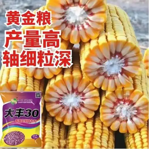 黄金粮高产玉米种子批发双胞胎国审正品矮杆大棒种子大全农科院