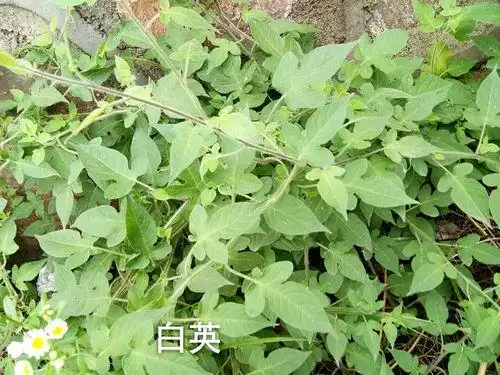 农村常见植物白英又名白毛藤,常用来煲汤煮水喝,能解毒消肿|白毛藤