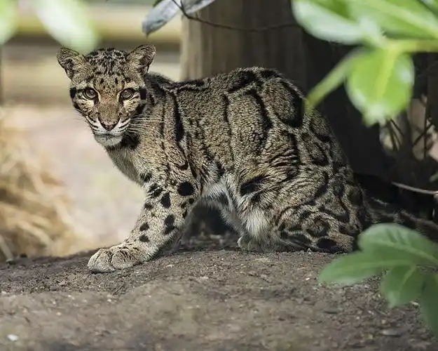 photograph clouded leopard by colin langford on 500px