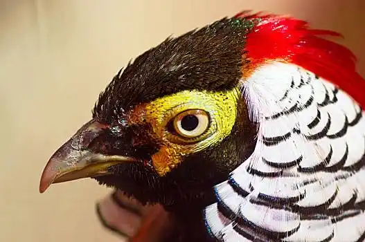 雉,头部,鸟,特写,项圈