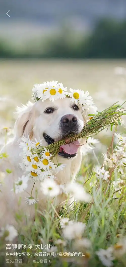 可爱的小 动物,萌萌的