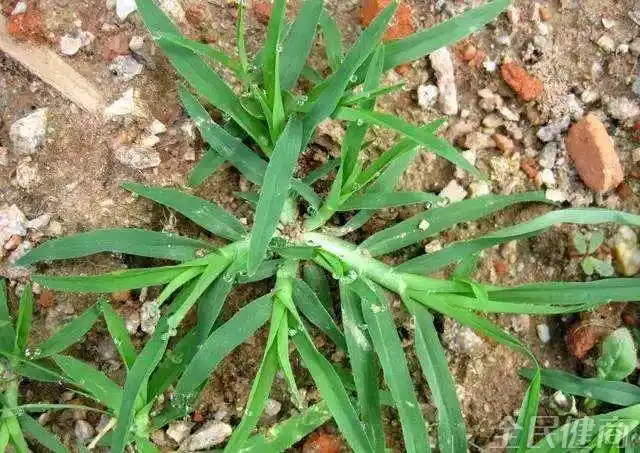 农村茅厕旁一种野草,人称"踩不死",却是防治"风湿"的良方