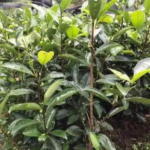 凤凰单丛茶树苗 鸭屎香大乌叶蜜兰香茶树苗苗地直发一手茶树苗