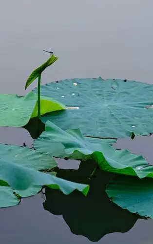荷叶蜻蜓