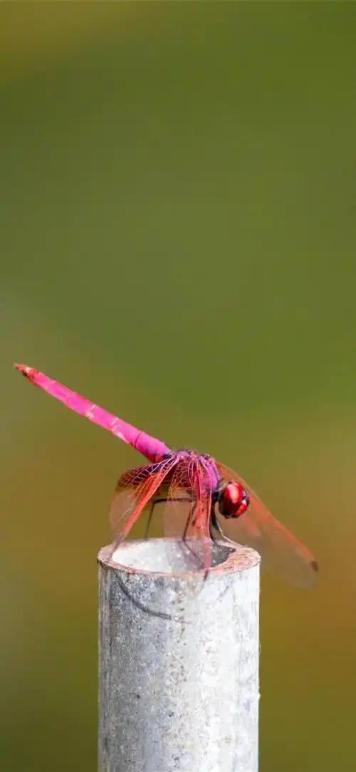 你的壁纸该换了##动物##蜻蜓##摄影##手机壁纸