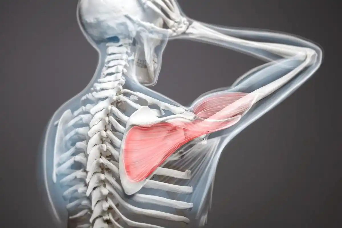 斜方肌# 斜方肌是位于上背部和颈部的肌肉,对于许多人来说,它是一个