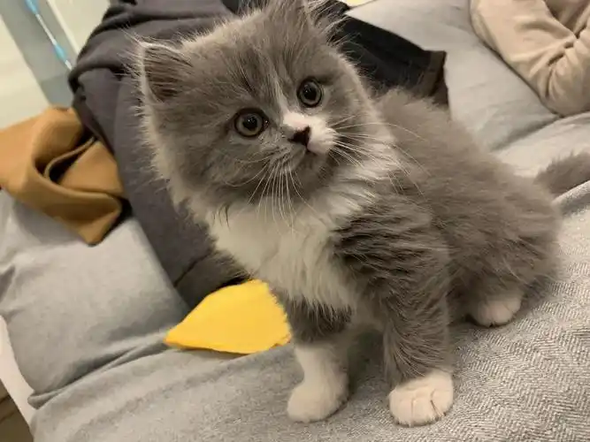 杭州滨江～蓝白蓝猫(英短)小偿领养