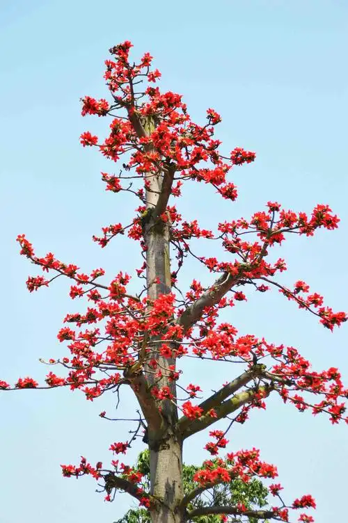 木棉花事~致我们终将逝去的青春