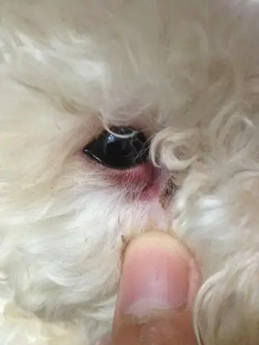 狗狗眼睛下面有点红肿,请大家帮忙看一看.有图