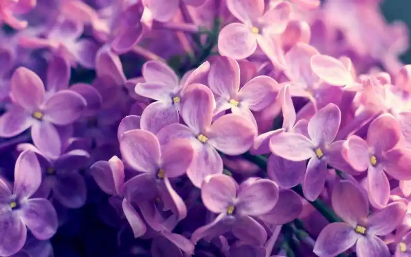 当下最火爆的网红小吃(当下最火爆的网红小吃行业)  第1张