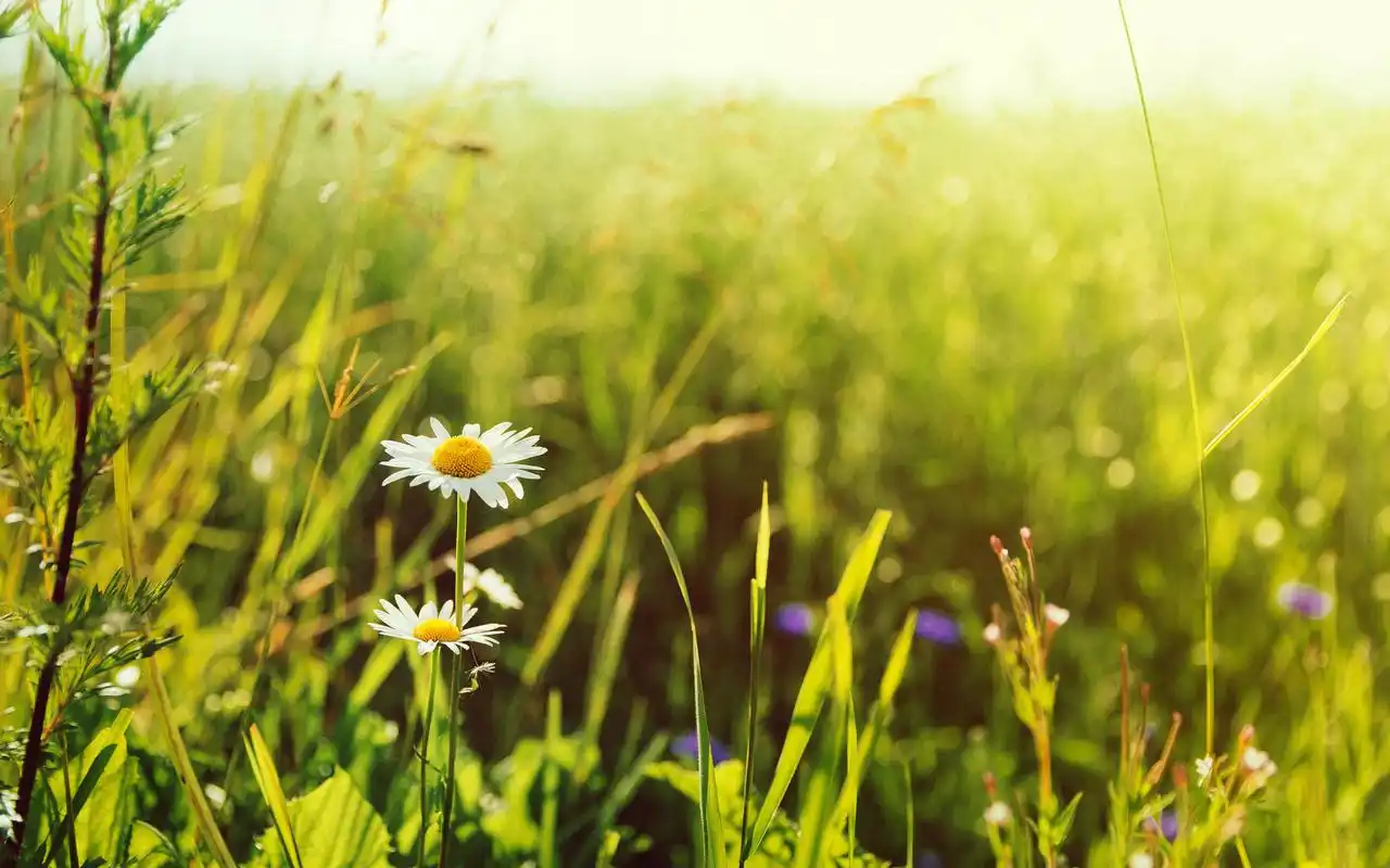 唯美意境非主流纯白小雏菊清新淡雅桌面壁纸(二)