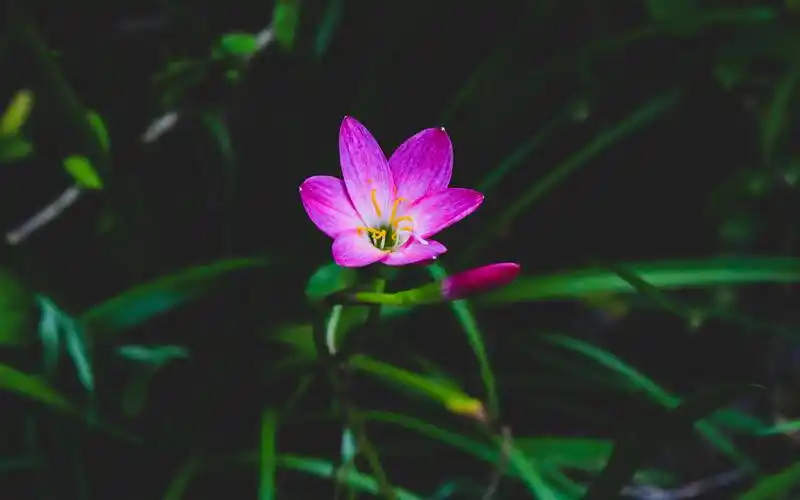 唯美绽放的花朵图片电脑壁纸,植物壁纸,唯美,花卉,植物,高清,清新