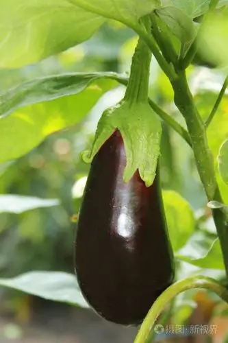 树枝上的成熟茄子照片-正版商用图片0enhbc-摄图新视界