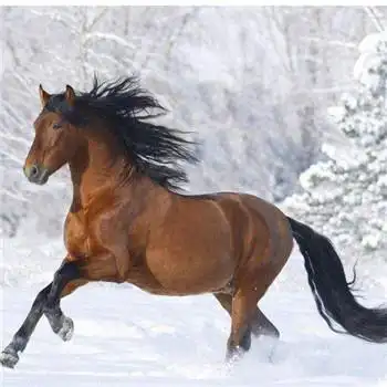 马头像图片大全,高清最漂亮的马微信头像_动物头像_头像屋