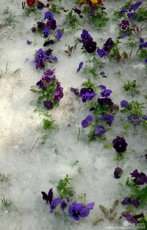 杨花柳絮随风舞,雨生百谷夏将至