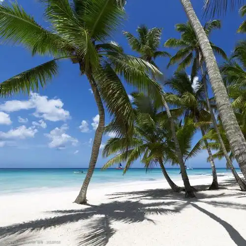 沙滩上的椰子树图片