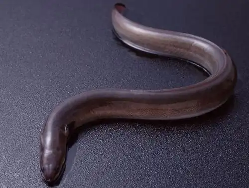 花鳗鲡 鳝王 鱼王处罚依据根据《刑法》第341条规定,非法猎捕,杀害