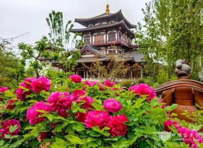 洛阳牡丹文化节格力钛携这些车型带你赏花