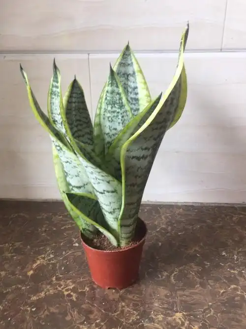 虎皮兰基地直销矮金边虎皮兰规格115盆一盆3颗一件40盆