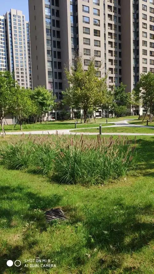 生态雨水花园