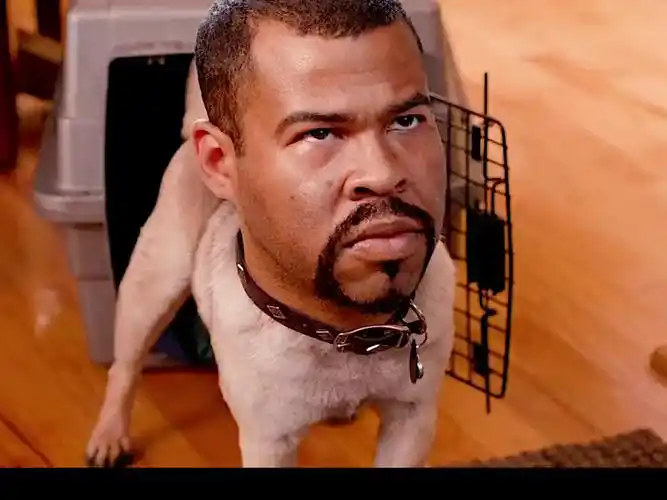 黑人兄弟之我的社会狗