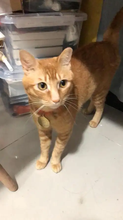 已领养《喵》深圳南山 聪明的成年橘猫 求带走