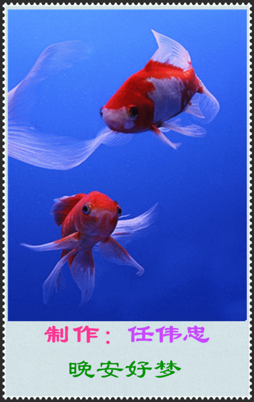 600_950竖版 竖屏gif 动态图 动图