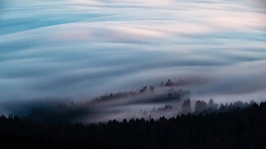 雾气朦胧意境树林图片