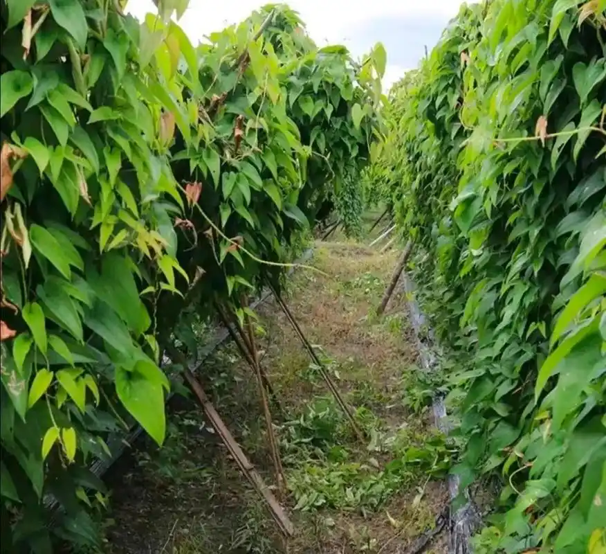 三种淮山药种植方法,对比优缺点后得引起注意,下次你会选哪种?