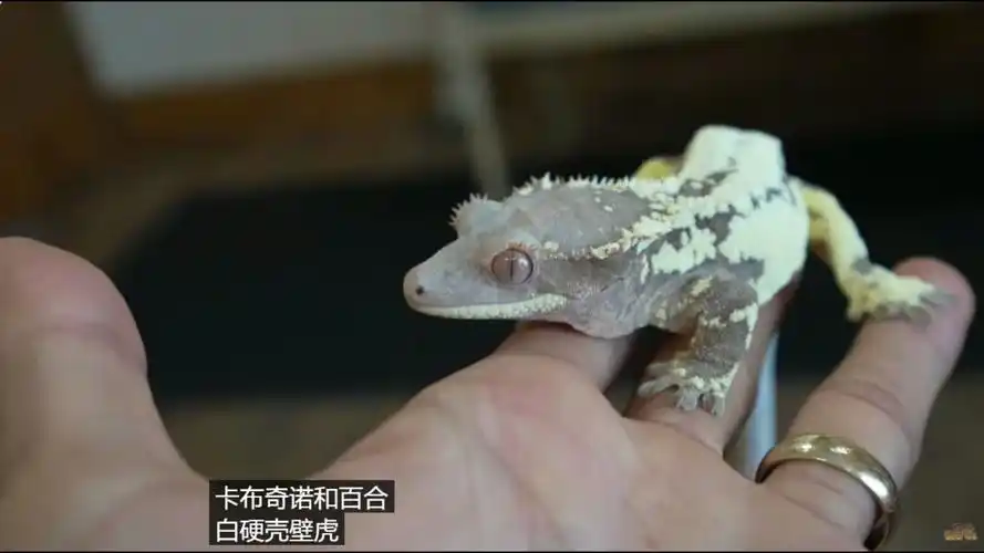 睫角守宫 金牌俱乐部爬展