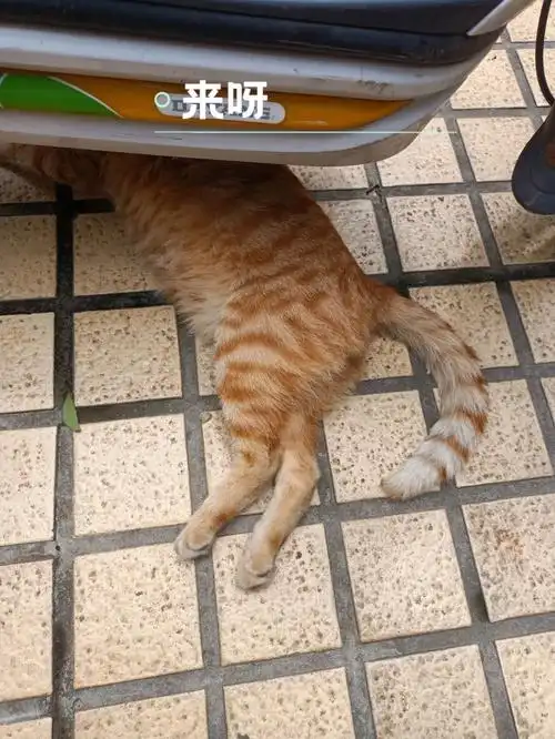 赖着不走的猫猫