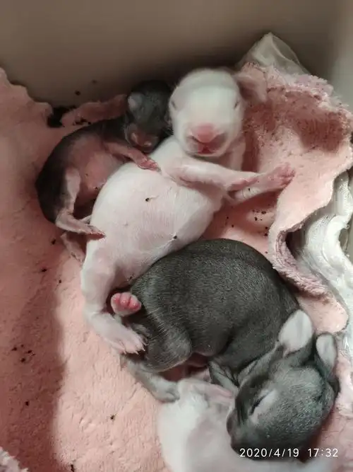 兔宝宝成长记从出生到第六天 - 美篇