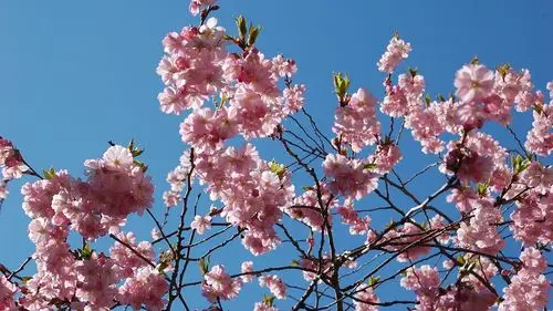 美丽日本樱花季壁纸