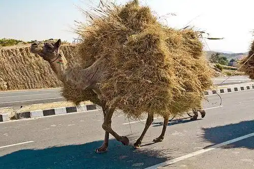 【感谢赞赏】压垮"骆驼"的最后一根"稻草"