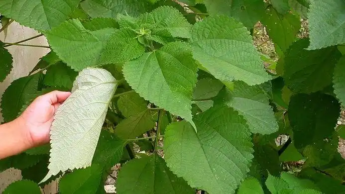路边常见野草——苎麻,却是中国宝,全株都可以为人类所用!