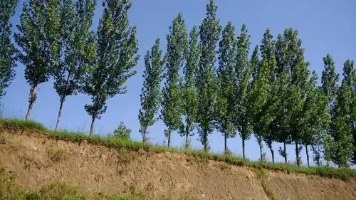 杨树,北方的行道树,在广袤的关-映