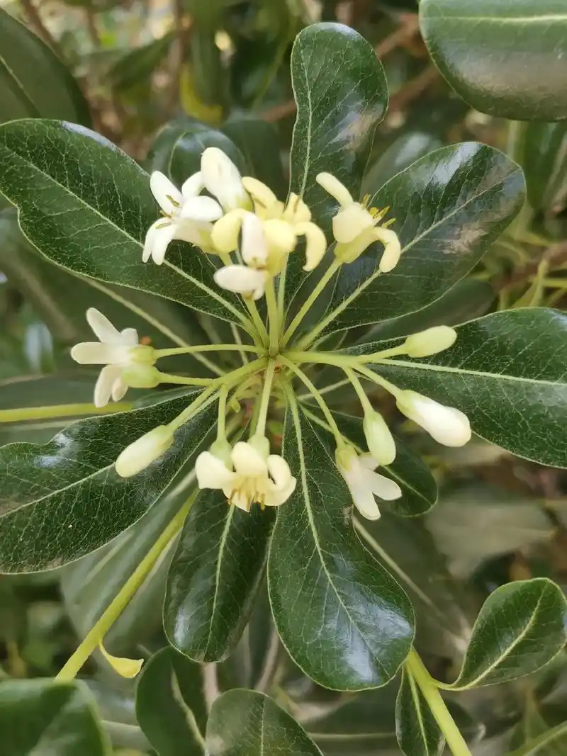海桐花的香味浓郁,又名七里香. - 抖音