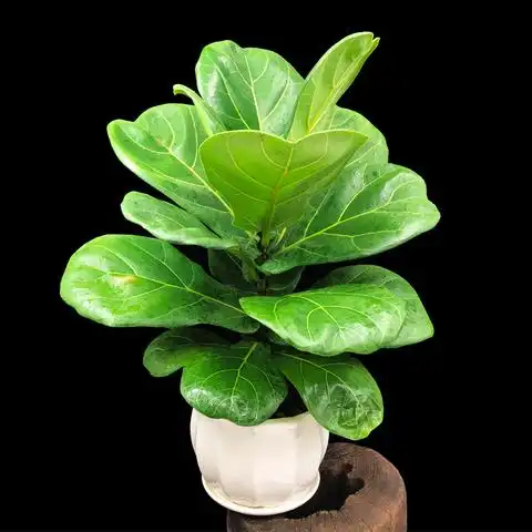 【大叶琴叶榕盆栽】价格_图片_促销-好品推