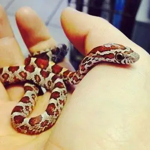 gallery | croc city crocodile & reptile park