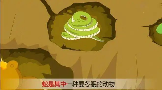 在冬眠的时候遇到天敌怎么办?|动物|苏醒|变温动物_网易订阅