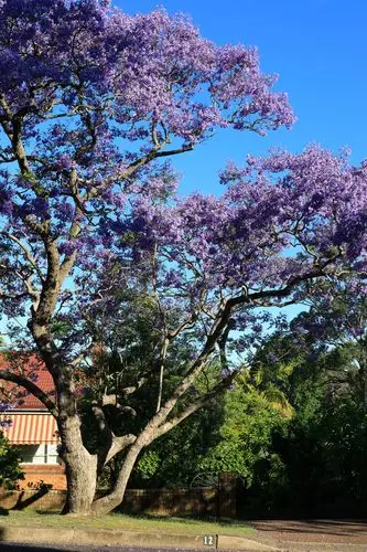 悉尼郊外小区蓝花楹花盛开