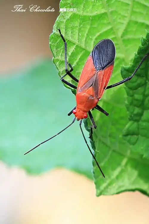 虫虫影集(14)--红蝽(佳能60d)