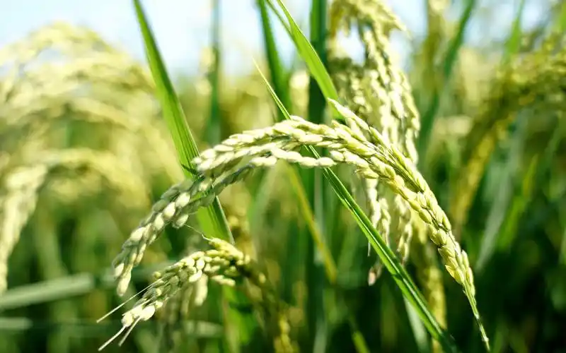 新京报 - 好新闻,无止境