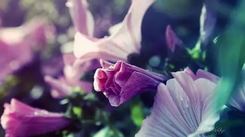 唯美梦幻的另类植物特写图片桌面壁纸高清(1)