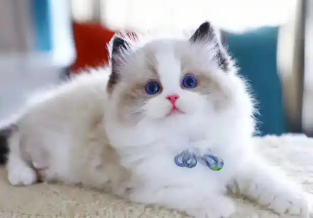 公认:10种"好看"的猫咪,你心中的top1是哪一种?