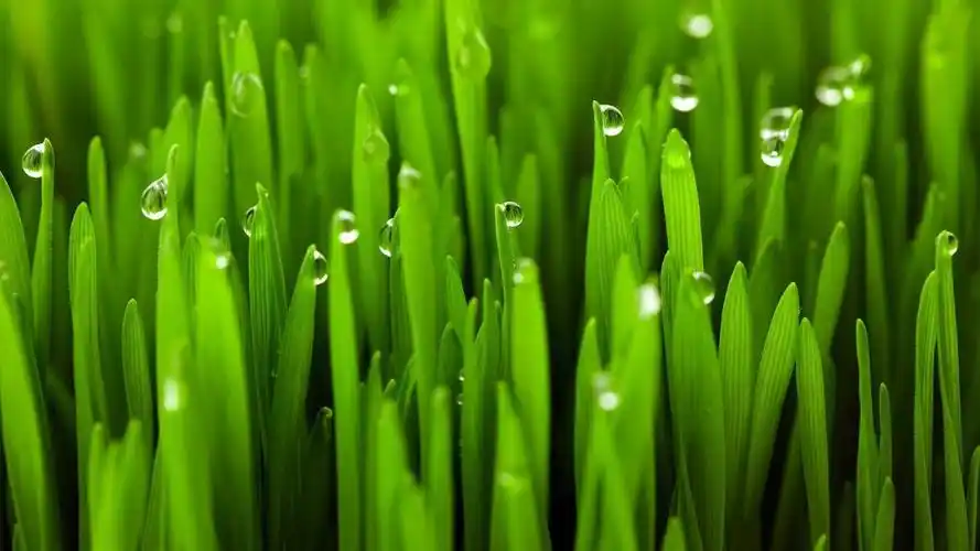 白露时节青青小草2560x1440分辨率查看